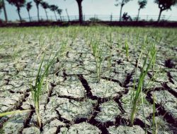Kemarau Sumbar Datang Lebih Awal, Petani Diminta Siaga